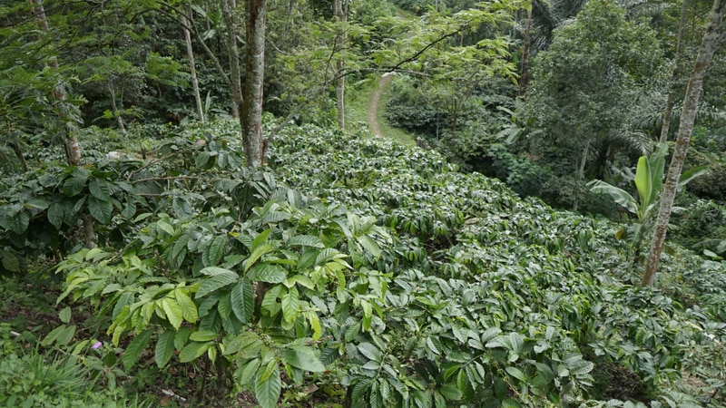 Perkebunan Kopi Lereng Kelir Dsn. Gertas, Kec. Jambu, Kab. Semarang