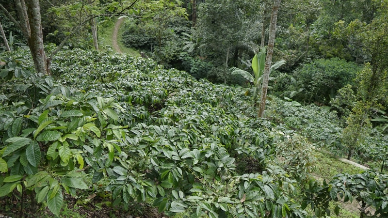 Perkebunan Kopi Lereng Kelir Dusun Gertas