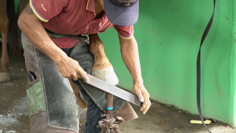 Proses Pergantian Tapal Kuda