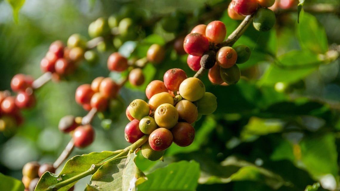 4 Jenis Tanaman Kopi Di Indonesia Dan Perbedaannya Luden 1629